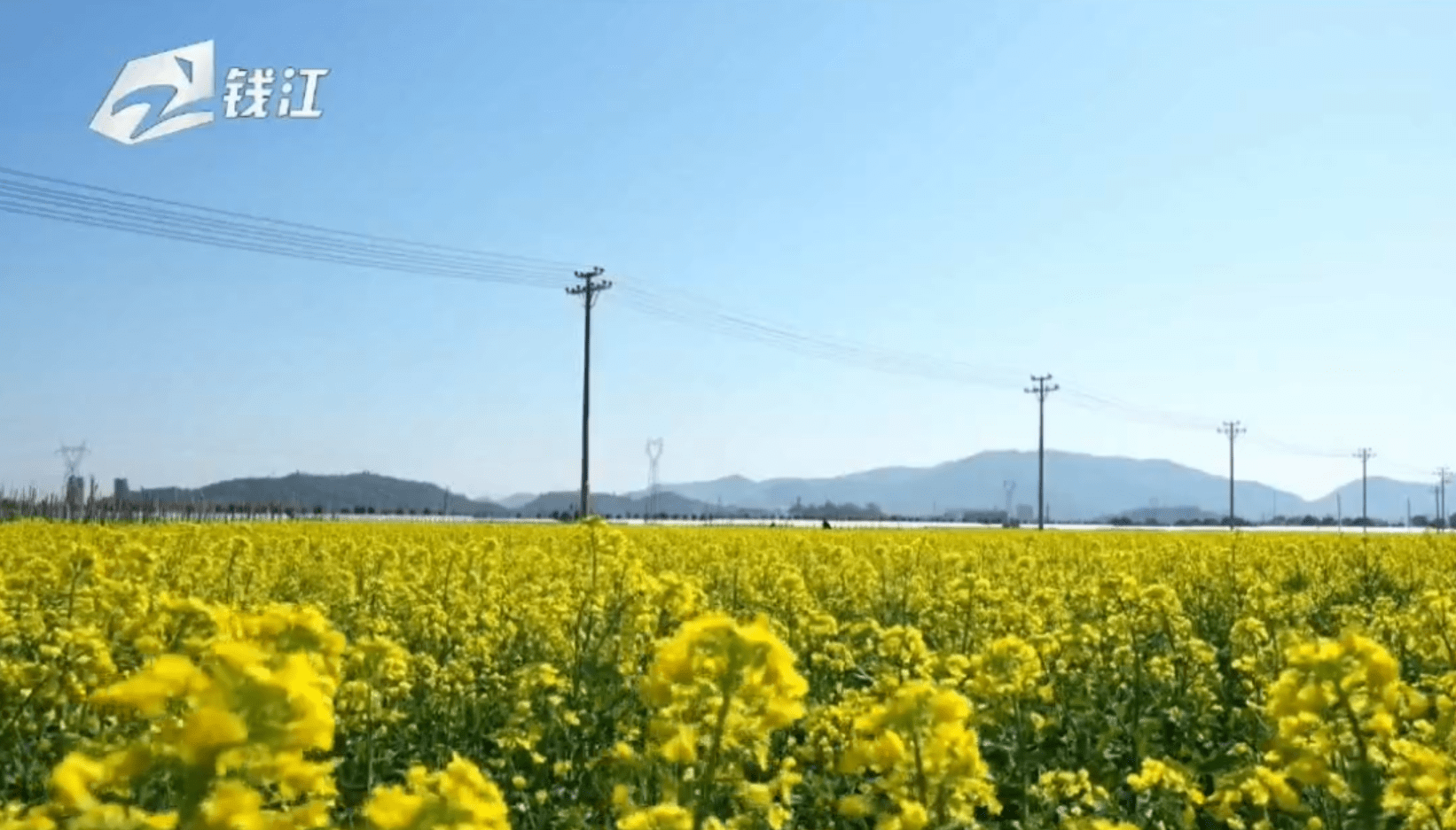 入春了踏青去温州瑞安马屿千亩油菜花提前开