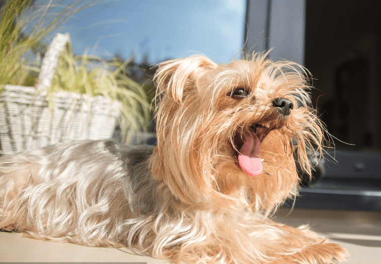 约克夏什么时候来月经 生理