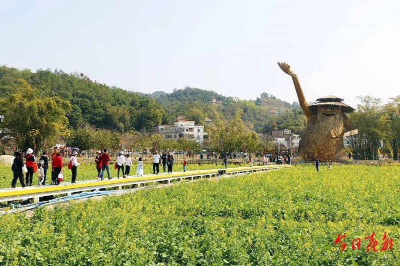 花都第一波油菜花盛開,金色海洋沁人心脾_藍田村