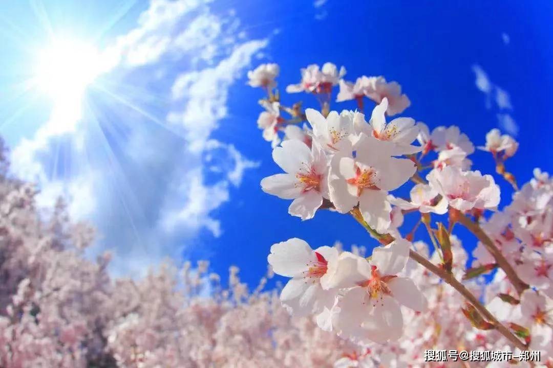 2021信阳鸡公山樱花花海文化旅游节，2月26日盛大迎客！免费送门票！