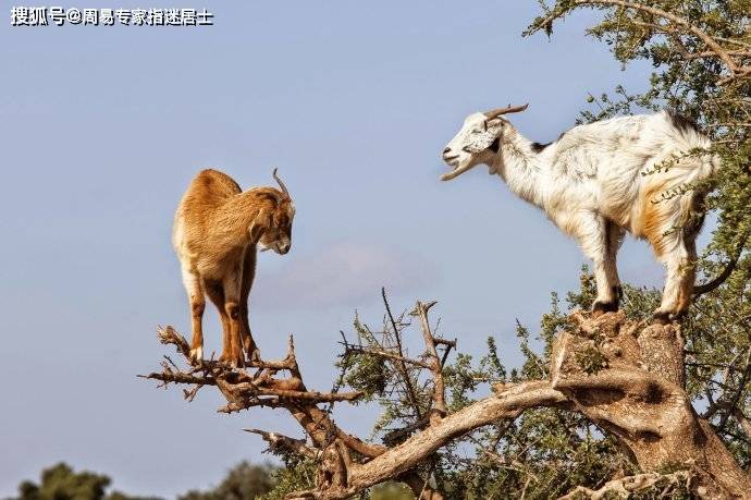 十二生肖21年2月22日运势算命 金力比木力大 金木对冲 身段