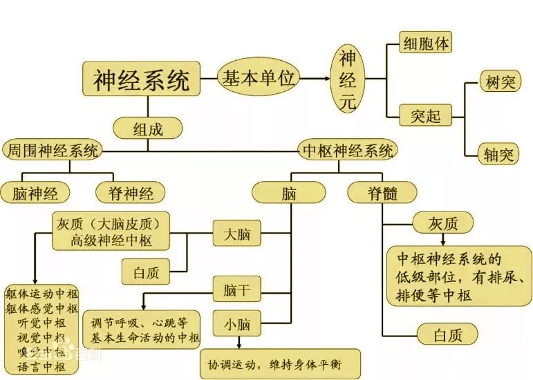 周围神经系统自主神经系统概述