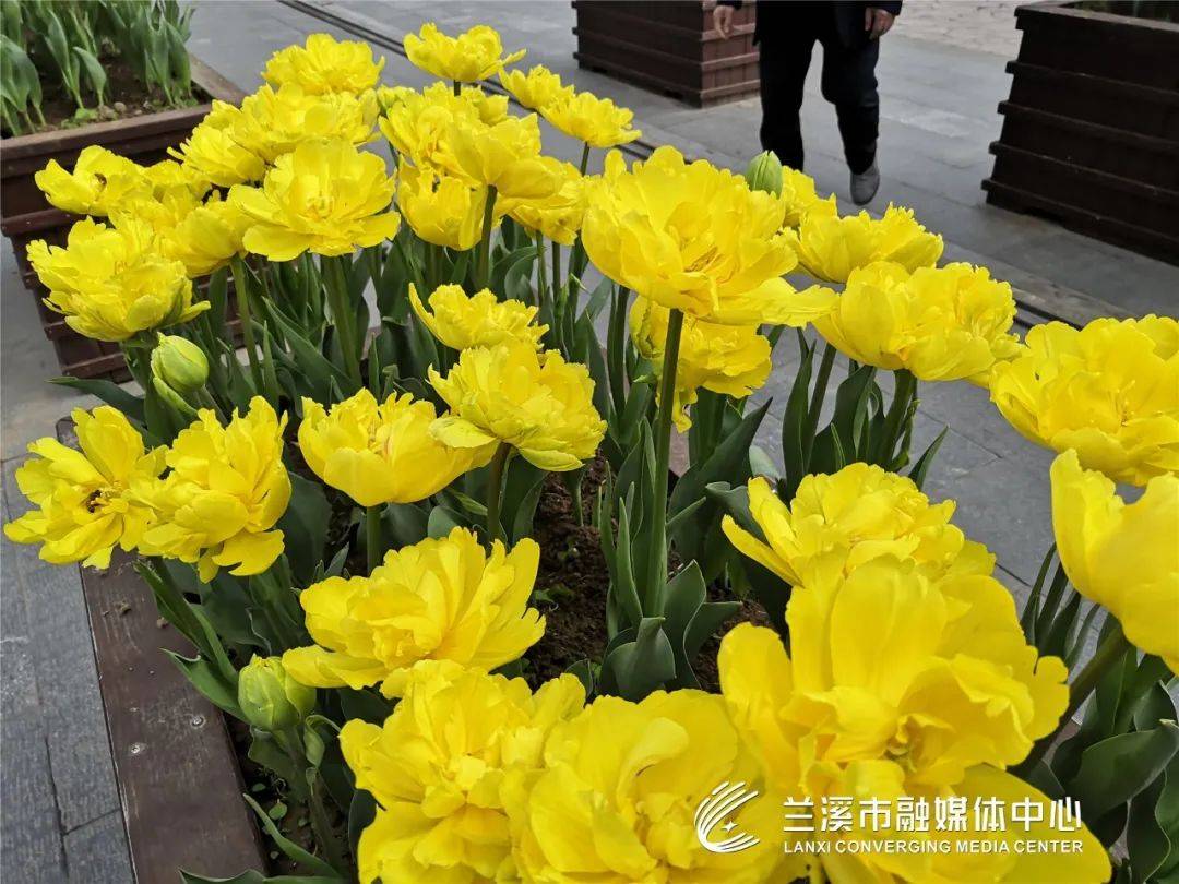 花海迎春，年味兰溪！这儿已经美翻天了，赏花约起！