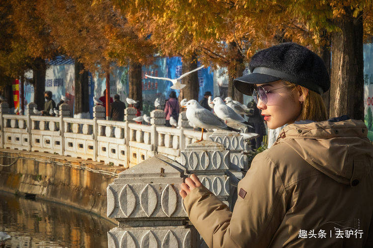 昆明海鸥最懵的一年，不远万里来中国却没有游客招待：人呢？