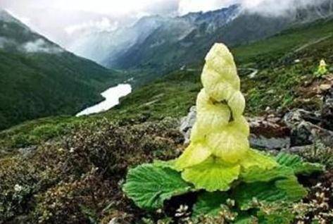 川藏线上的这种“宝塔菜”，别小瞧它，一颗卖到千元，全身都是宝