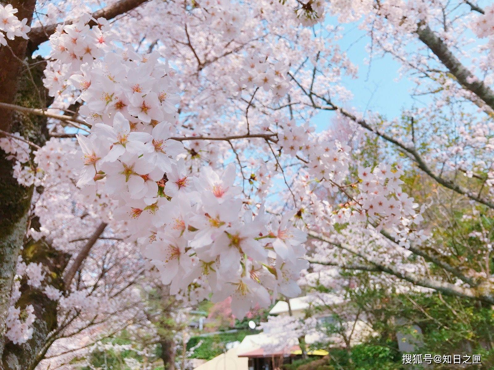 微笑和樱花一起盛开！能在春天的京都创造出粉红色回忆的美景！