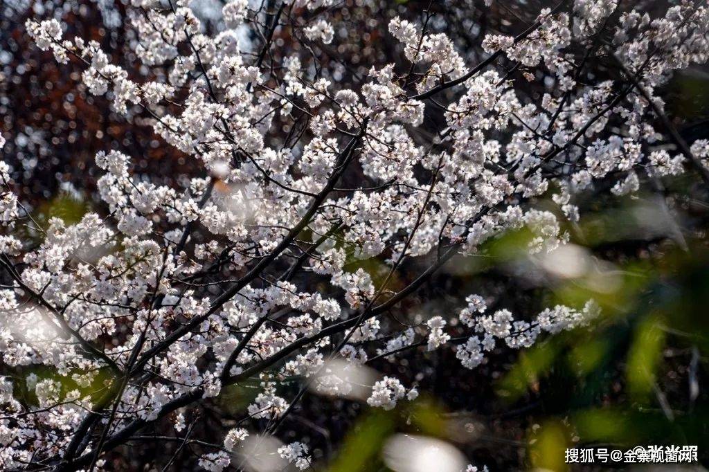 金寨春来早，岂止望春香！万亩樱花妆美大别山！