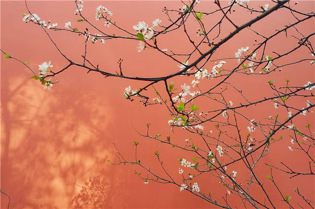 【春色入园】一起来武汉新华探寻早春里的美好！
