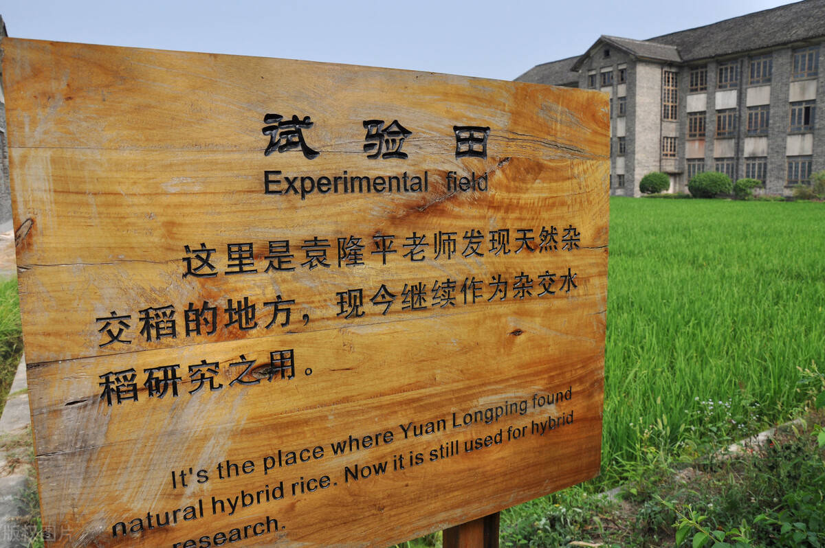 世界杂交水稻之父——袁隆平_研究