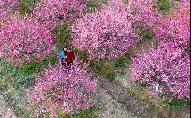 安徽芜湖：春暖花开，梅花竞相吐蕊绽放，这里花海如潮、云蒸霞蔚