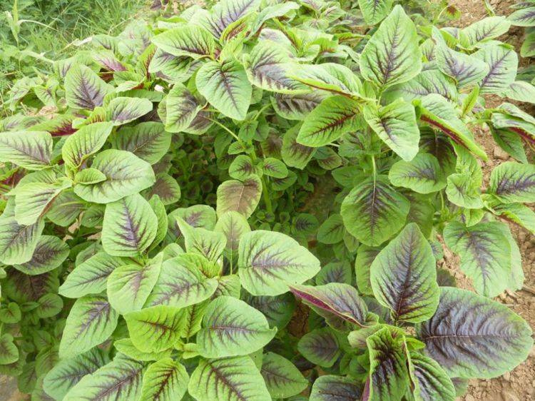 夏天已经来了大家可以吃一吃红苋菜可以帮助你改变你的气色