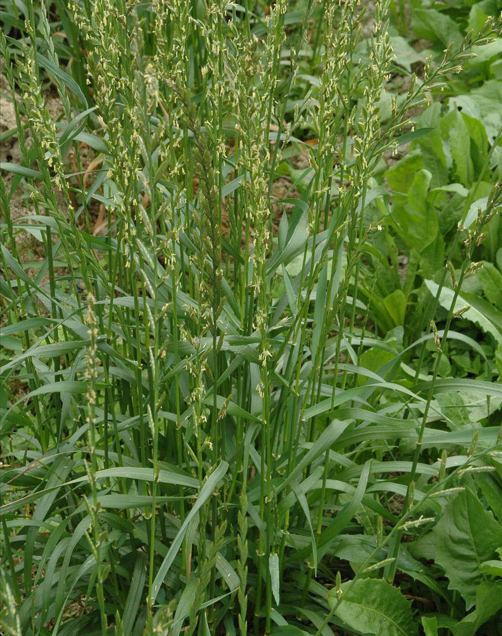 黑麦草,不过大黄更喜欢吃的苜蓿还在更远处的半山腰"少年一面环视四周