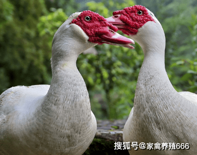 b411809fe5ca40008f9709b07fa80b48.png