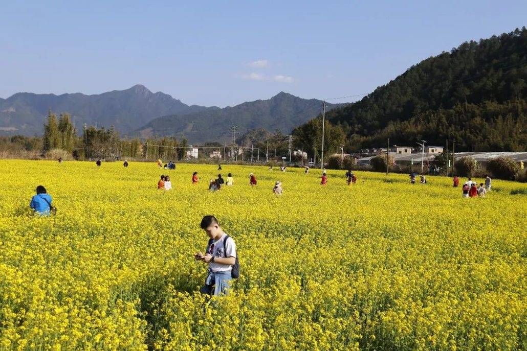 醉美吕田黄花风铃璀璨开满山鹰嘴桃花粉嫩涨满屏油菜花灿烂铺满地