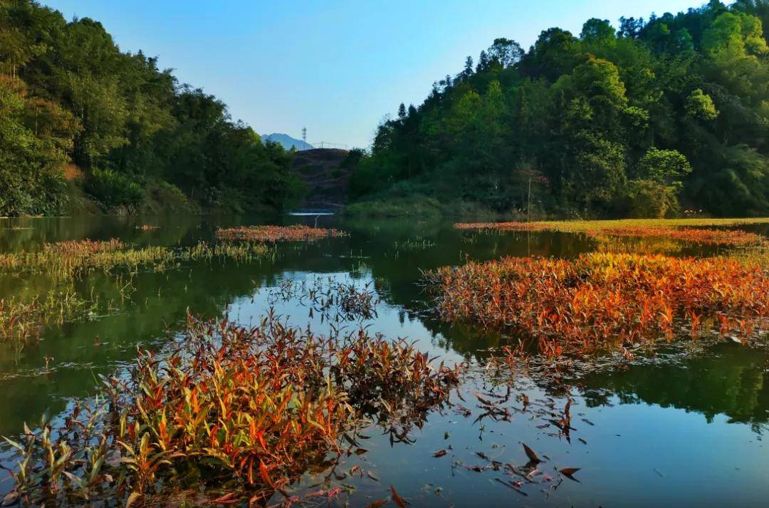 【创建天府旅游名县】爱上莲花的理由，这一个就够了快来四川兴文