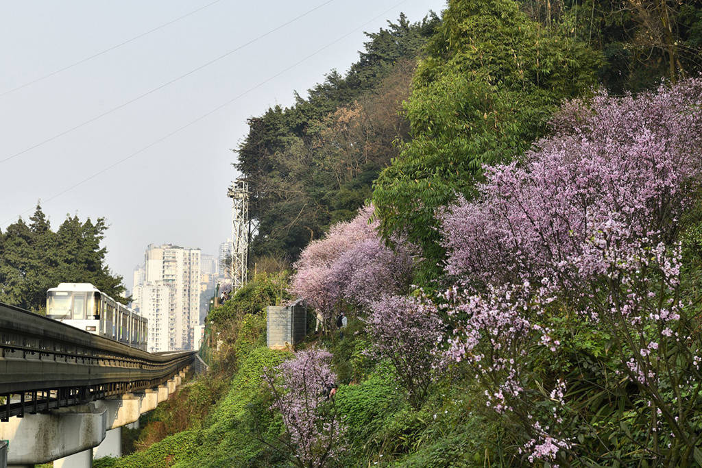 重庆：“开往春天的列车”吸引游客打卡