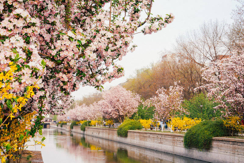 曾经的土城沟如今的海棠花溪，短短十几年成就京城4月超人气花节