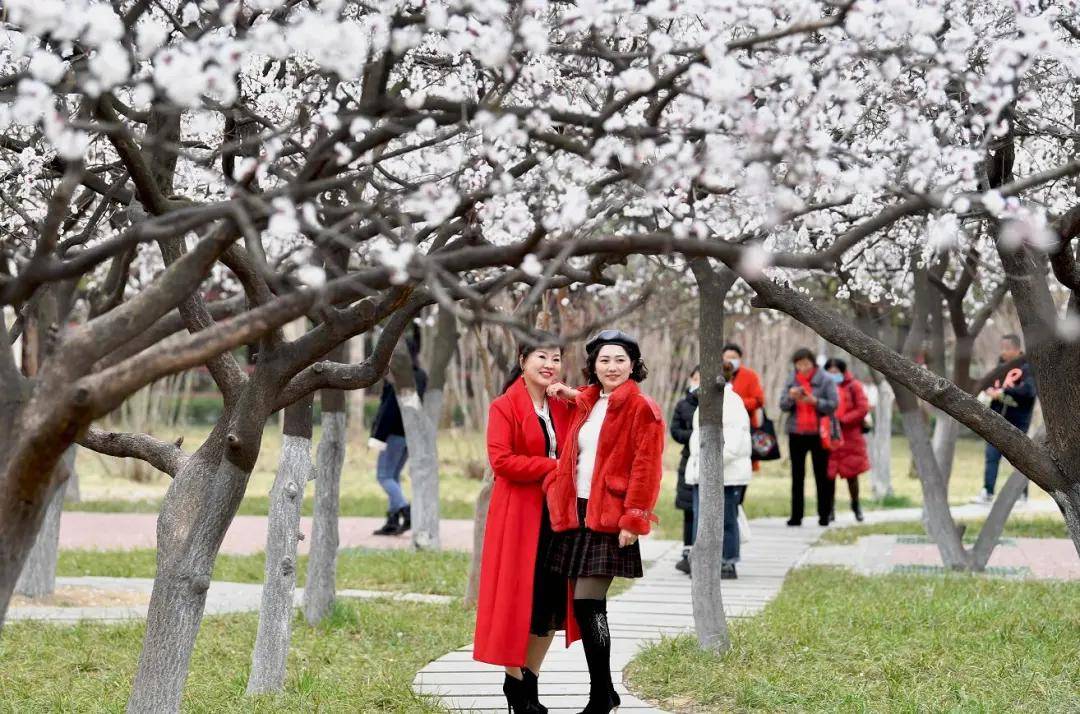 亳州：杏花迎春开，游客闻香来！