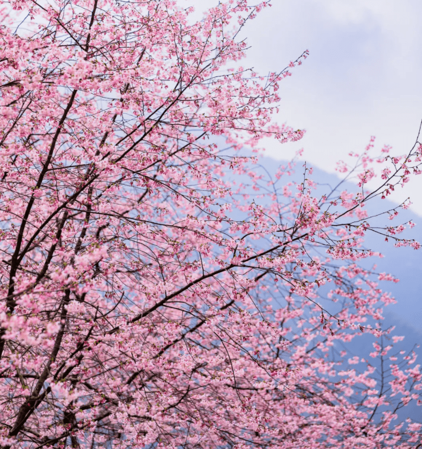 浙江春天赏樱花好去处 粉色天堂美到心醉 不输北海道