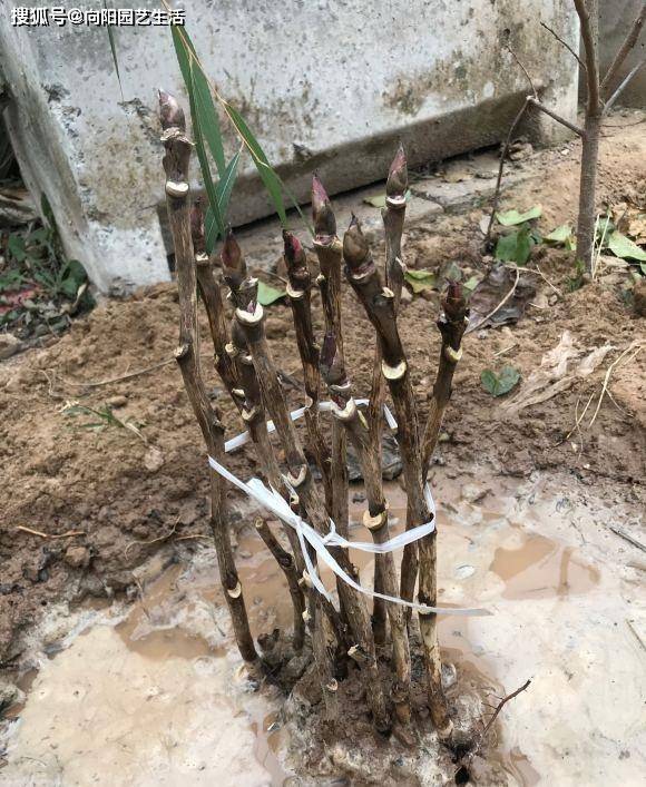 牡丹 芍药不开花 是你种错了 到了秋天 挖出来重新种一遍 种植