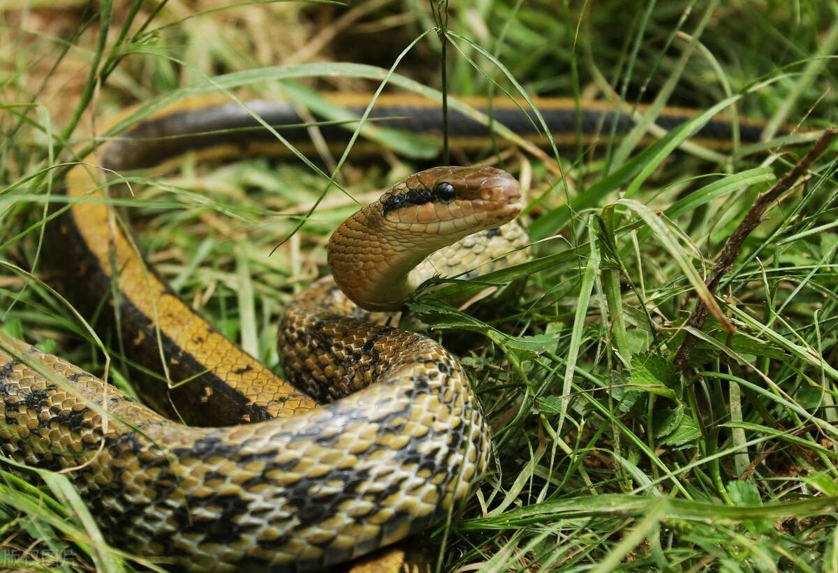 我国南方最常见的五种 毒蛇 以五步蛇为首最毒 剧毒无比 草丛