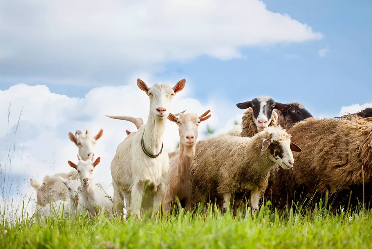 山羊奶pk绵羊奶谁才是真正的奶中之王