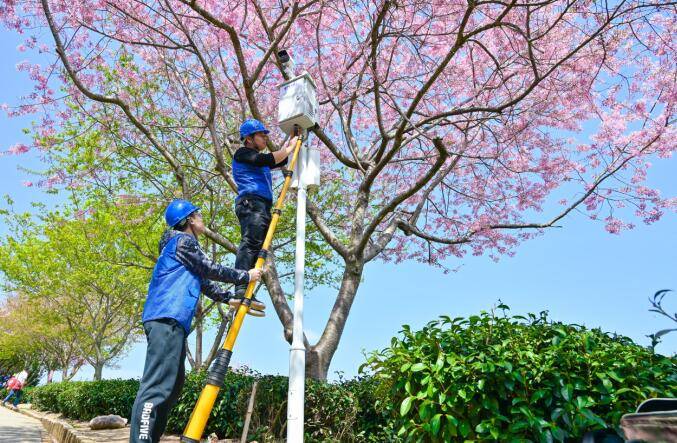 漳平永福：中国电信开启“云赏樱”模式