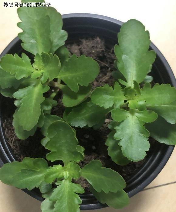 几月份扦插长寿花能当年开花 bc754405c495416da8ccd47947bbfba0.jpeg