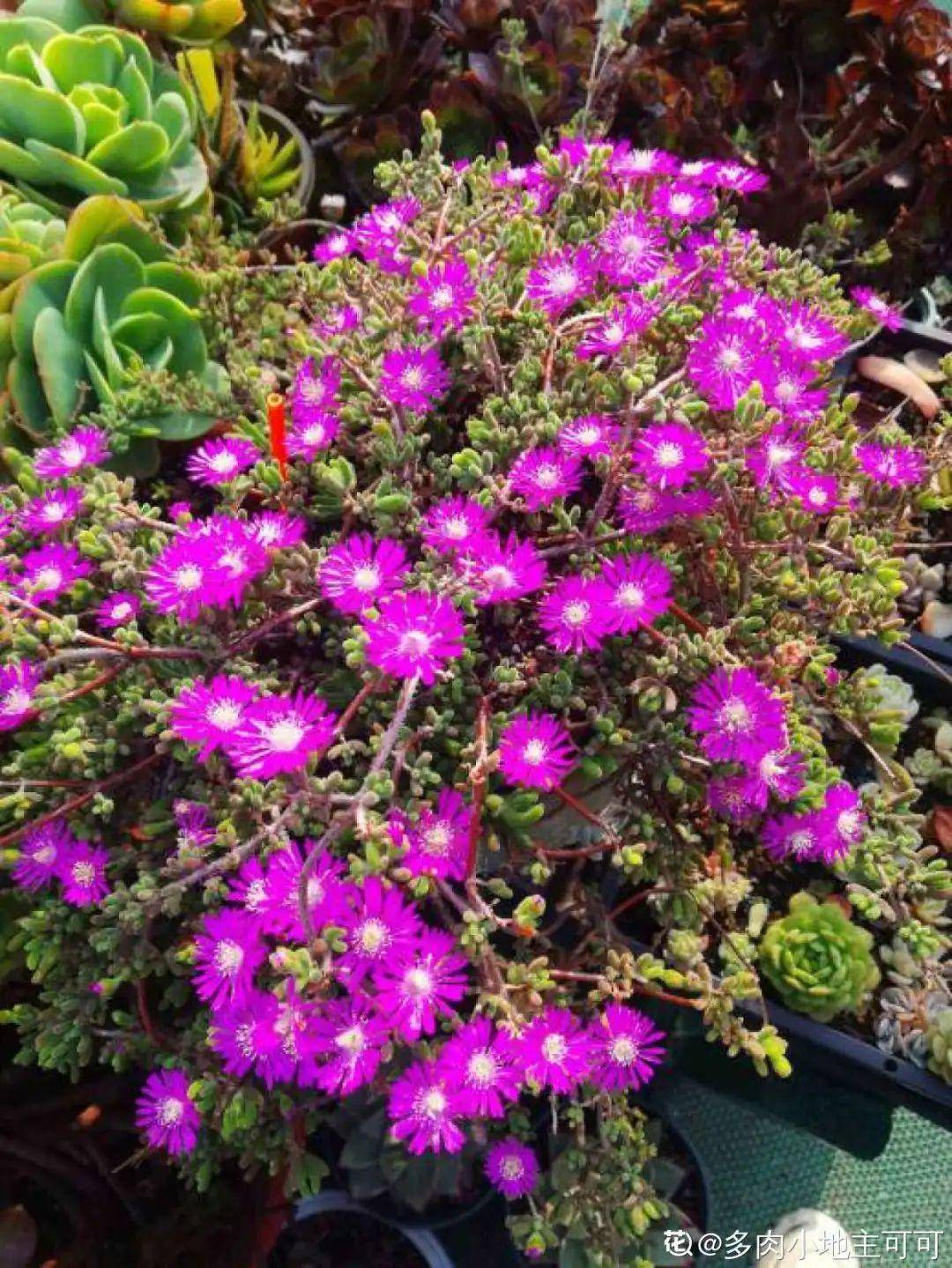 5种多肉 开花不会死 反而活得更久 花苞