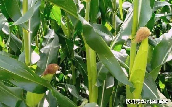 哪些人不能吃玉 c437846a02d84d04a13e9d82a67de90d.jpeg