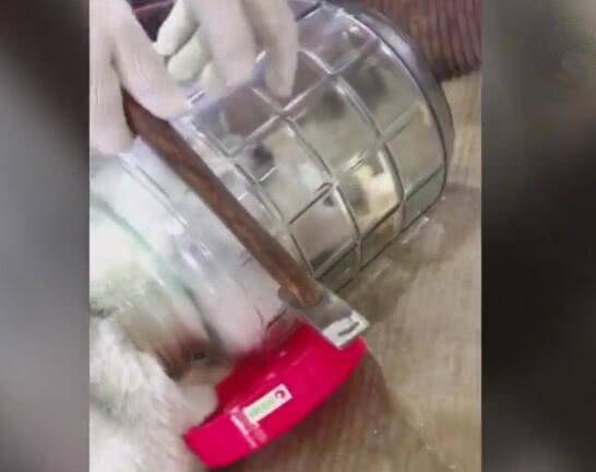 二哈頭卡進玻璃罐，主人無奈砸罐救狗，網友：還好不是古董！ 萌趣萌寵 第2张