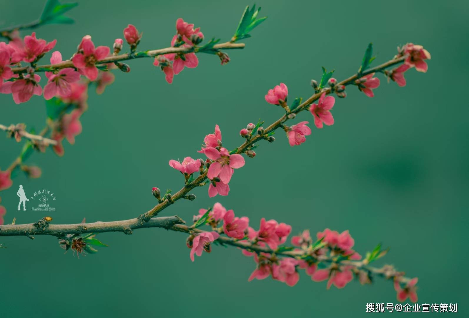 来一次广州连平看桃花盛开万物生情
