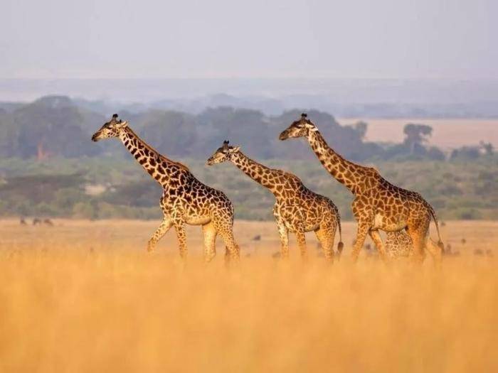 35种代表各国国家的动物这些国兽你都知道吗