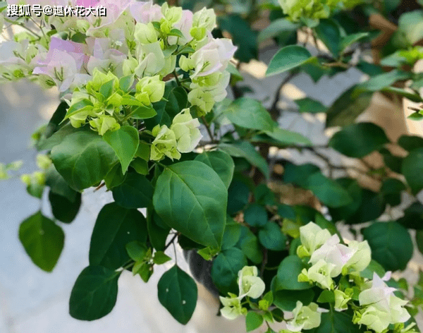 盆栽叶子花 想要植株夏秋开花不断 打理期间要管好4件事 土壤