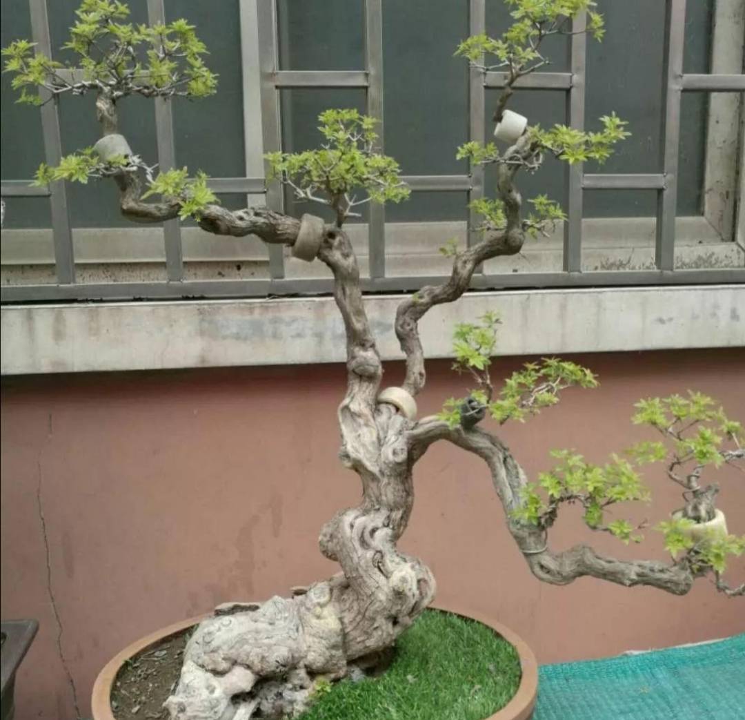 原创用黄荆做盆景春天栽植要注意哪些问题