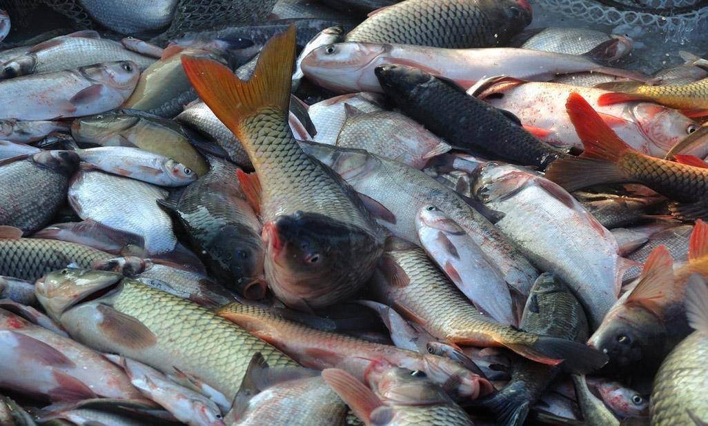 查干湖的鱼一网十几万斤，为何“越捞越多”？渔民：都是商人