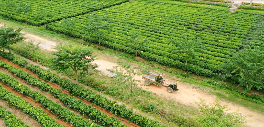 最先进的红茶自动化生产线--英九庄园