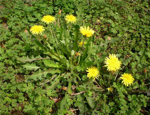 春天里蒲公英的功效及服用法你用过蒲公英泡水吗