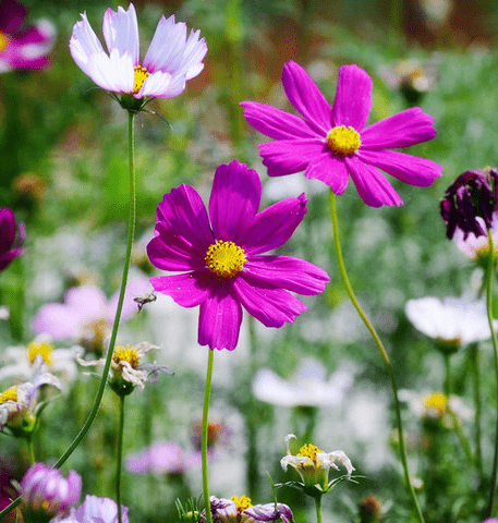 3月3日开始 4属相吉星加身 事业进步 财源滚滚 生活顺心如意 未来