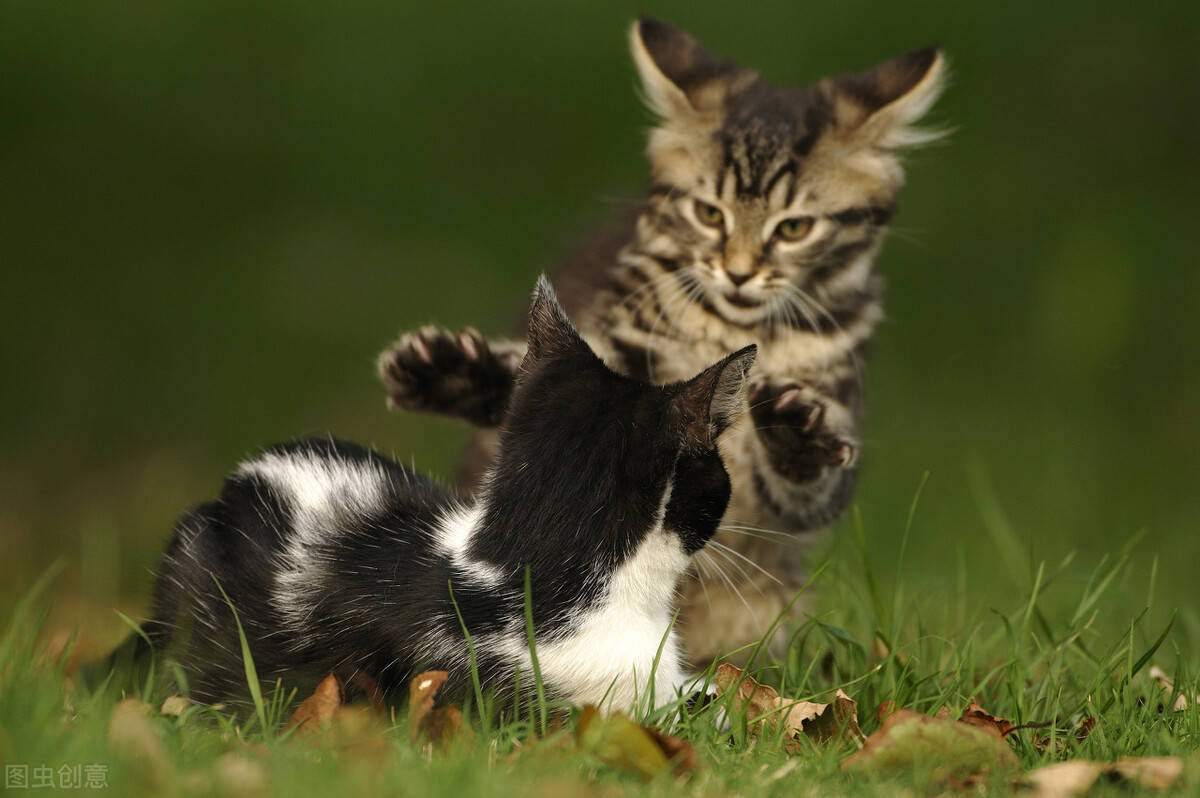 15世纪末,在哥伦布驶向新大陆的船上,就有猫"船员".