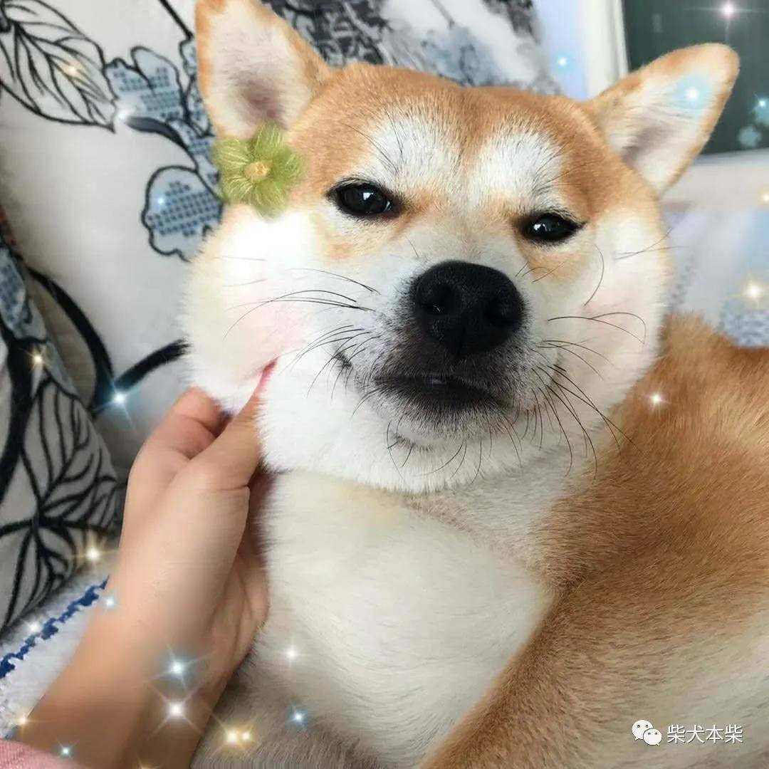 柴犬小课堂之柴犬的脸为什么不圆？_搜狐网