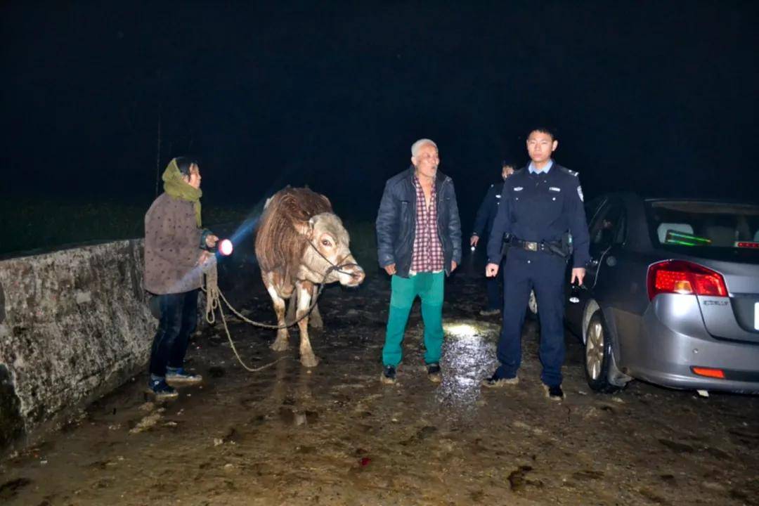 安徽阜南公安民警雨夜寻牛速度点赞