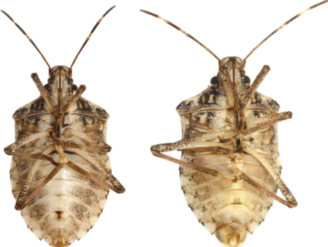 亚洲臭虫入侵美国23年,"跨洋"进入英国,一场灾难正在酝酿中_生物