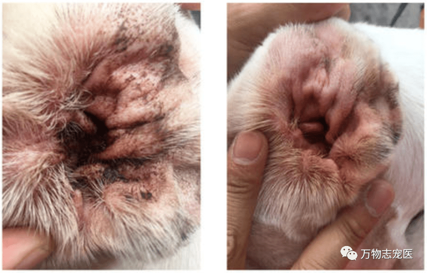 养宠须知|宠物耳螨的防与治