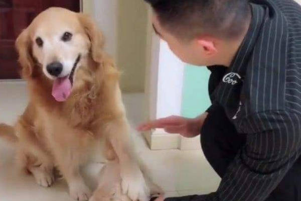 狗狗的报复行为是不是让你很抓狂?下面我们就来治治它的报复心!