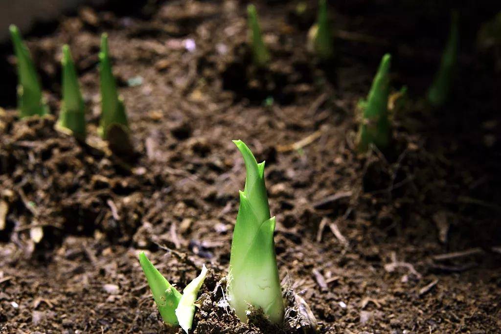 笋是竹初生的嫩芽,在太阳升起前采摘的笋才是鲜嫩的,所以天还没有全亮