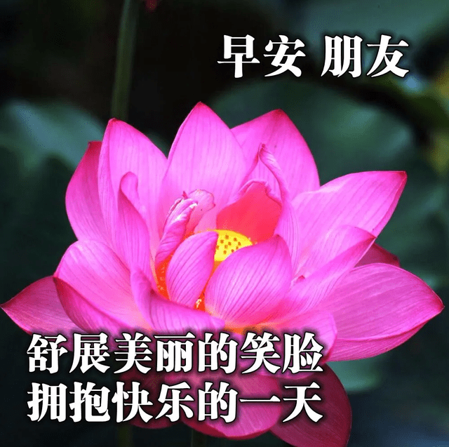 早上好問候語溫馨短句圖片早上好圖片長視頻圖片