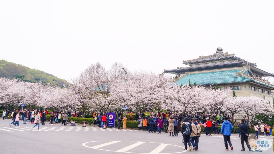全城50万株樱花树盛开，武汉不只有武大，还有其他众多赏樱胜地
