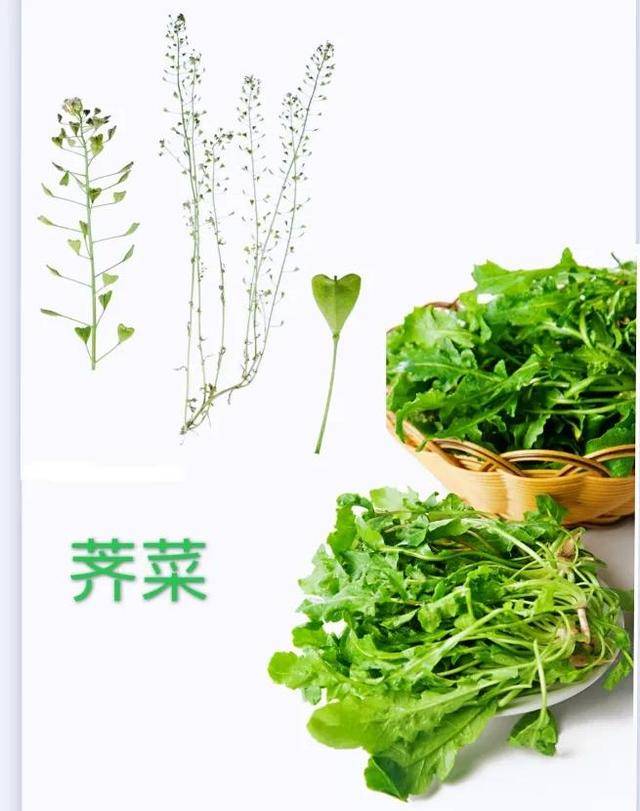 荠菜拼音汉字图片