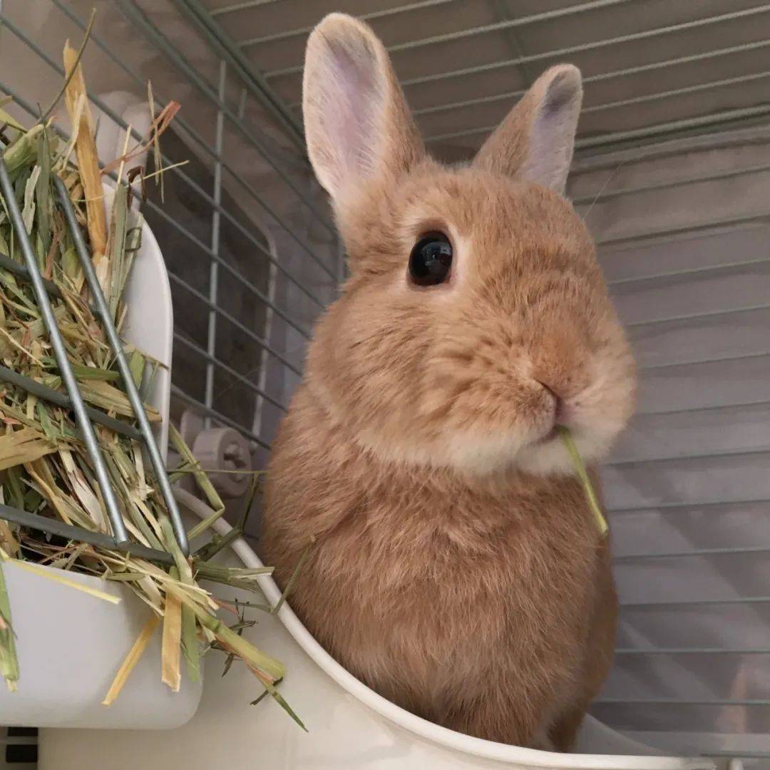 在日本兔子也有专属节日